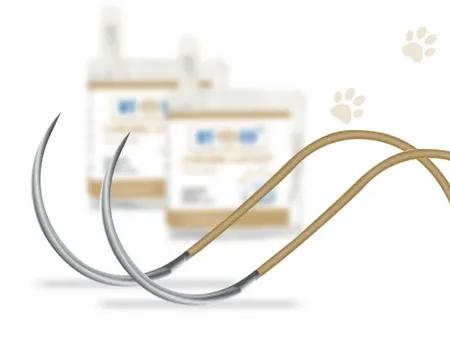 Suture En Catgut Chromique